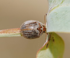 Paropsisterna m-fuscum