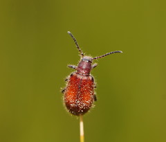 Metriolagria affinis