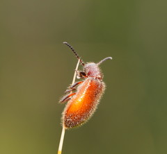 Metriolagria affinis