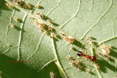 Camponotus subbarbatus