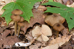 Entoloma avellaneosquamosum