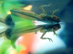 Hyla plicata