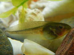 Hyla plicata