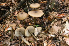 Entoloma gracilipes