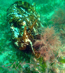Aplysia extraordinaria