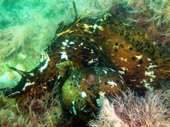 Aplysia extraordinaria