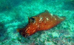 Aplysia extraordinaria