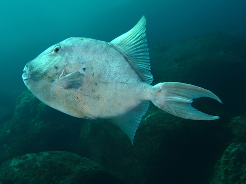 Finescale Triggerfish
