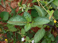 Verbenaceae