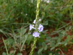 Verbenaceae