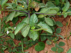 Verbenaceae