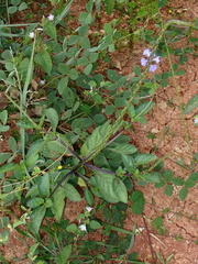 Verbenaceae