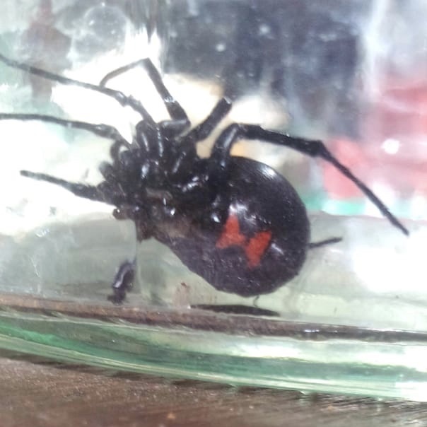 southern black widow