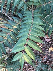 Ailanthus altissima