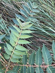Ailanthus altissima