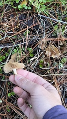 Meottomyces dissimulans