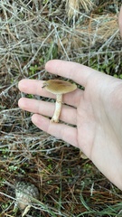 Meottomyces dissimulans