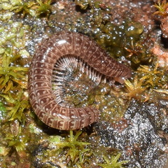 Caseyidae
