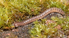 Caseyidae