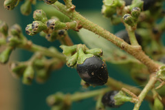 Cestrum strigilatum