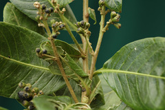 Cestrum strigilatum