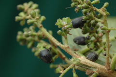 Cestrum strigilatum