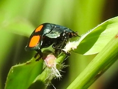 Echoma confluens