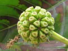 Araliaceae