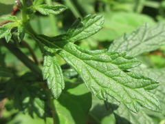 Verbena