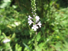 Verbena