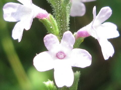 Verbena