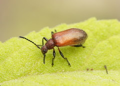 Metriolagria affinis