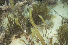 Dictyopteris muelleri