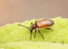 Metriolagria affinis