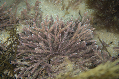 Jania rosea