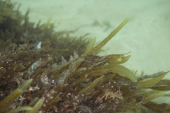 Dictyopteris muelleri