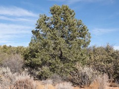 Pinus monophylla