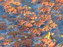 Azolla caroliniana