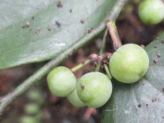 Smilax