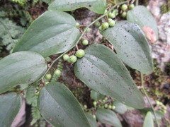 Smilax