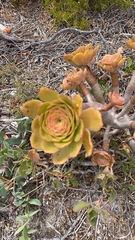 Aeonium arboreum