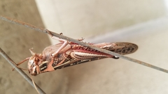Schistocerca americana