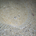 Spotted Flounder - Photo (c) Wayne Martin, some rights reserved (CC BY-NC), uploaded by Wayne Martin
