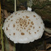 Oudemansiella canarii - Photo (c) Dick Culbert,  זכויות יוצרים חלקיות (CC BY)