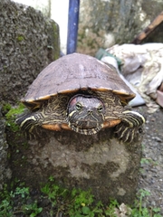 Trachemys scripta