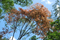 Goniorrhachis marginata