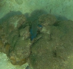 Cephalopholis formosa