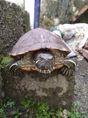 Trachemys scripta