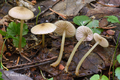 Entoloma cornicolor
