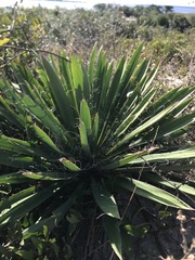 Yucca filamentosa concava